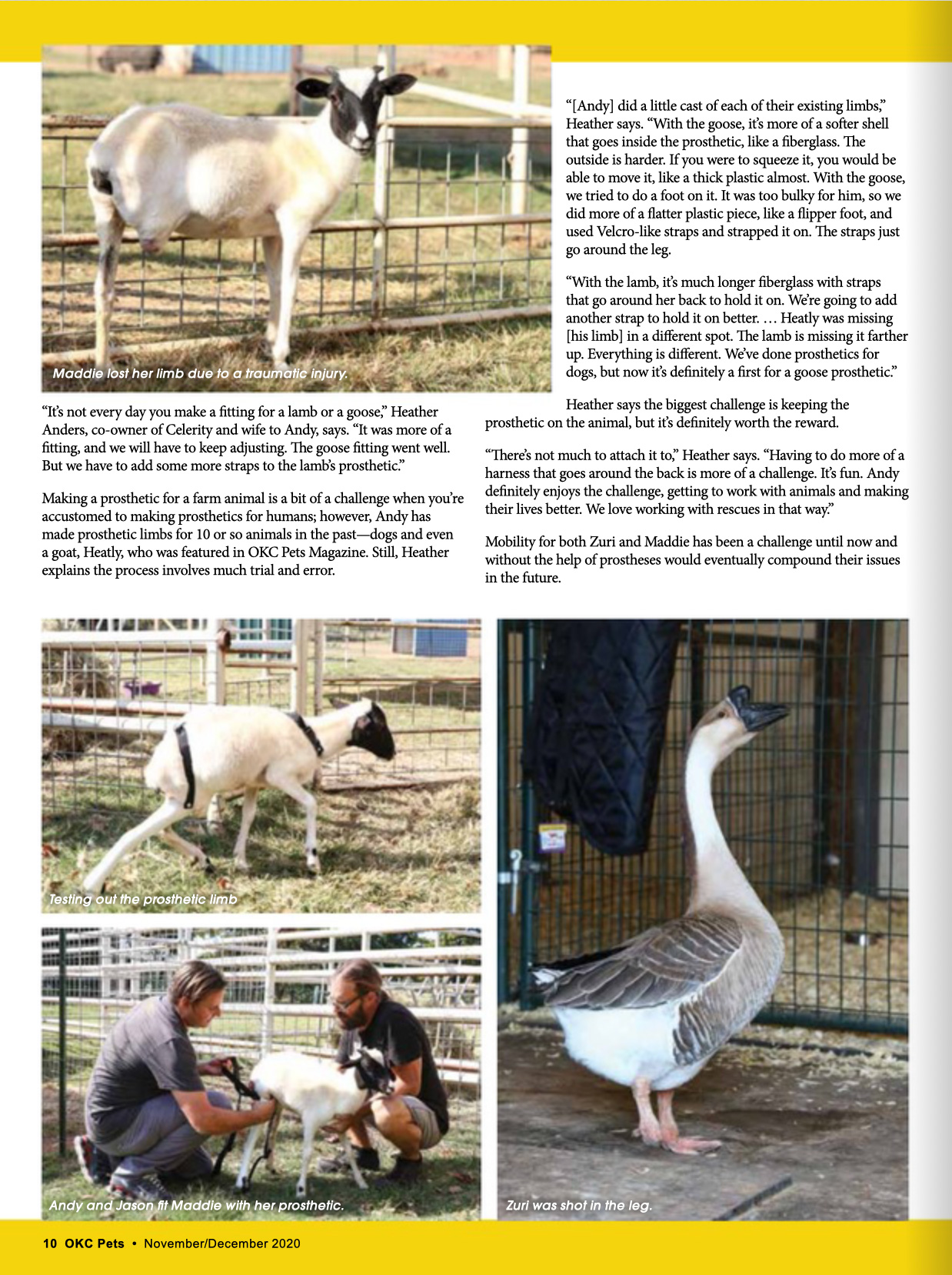 animal prosthetics article