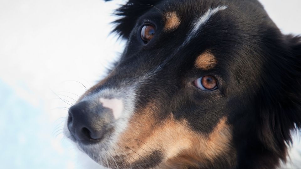 animal-dog-prosthetics